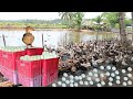 Free Range Duck Farming│Inside the most successful Duck Farm in Mountain!