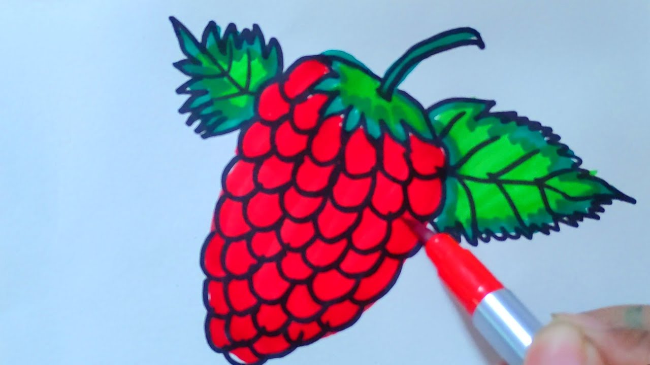 Raspberry Drawing|Raspberry Drawing Colour | How to Draw Raspberry ...