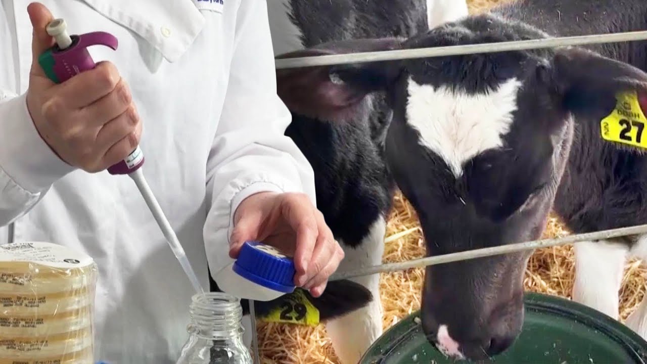 Scientists Say ‘Kow-Bucha’ Probiotic Reduces Methane in Cows