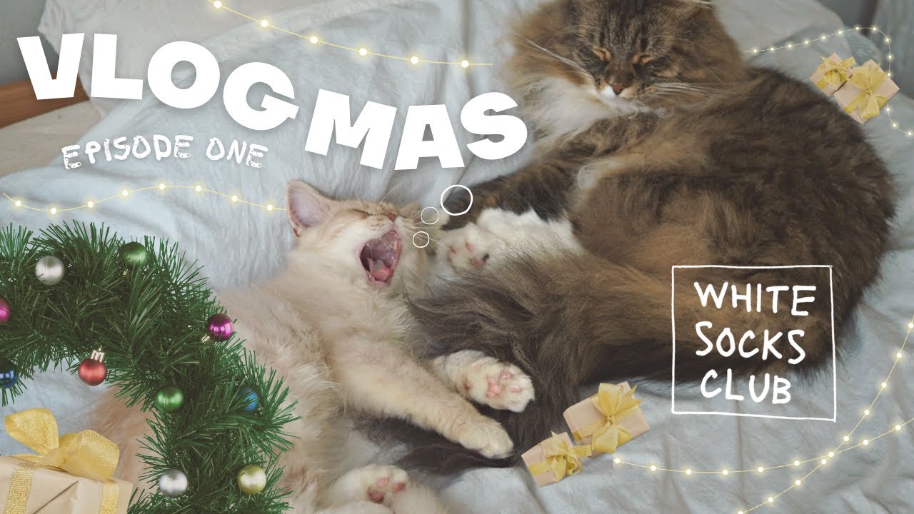 VLOGMAS / 猫とおうちで過ごす12月 / インテリア / 購入品紹介