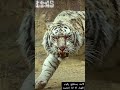 لا احد يستطيع ركوب ظهرك الا اذا إنحنيت لا احد يستطيع ركوب ظهرك الا اذا إنحنيت
