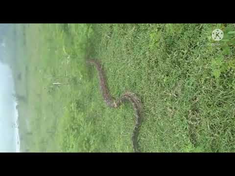Big Python release video