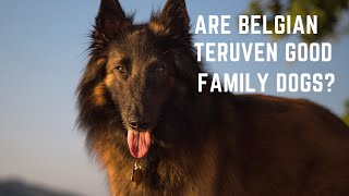 Belgian Teruvens. Are Belgian Teruven Good Family Dogs? Belgian Teruvens. Are Belgian Teruven Good Family Dogs?