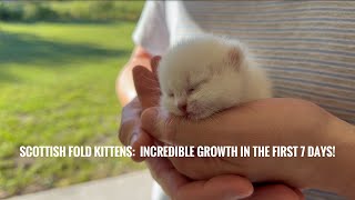 Scottish Fold Kittens: Incredible Growth in the First 7 Days!