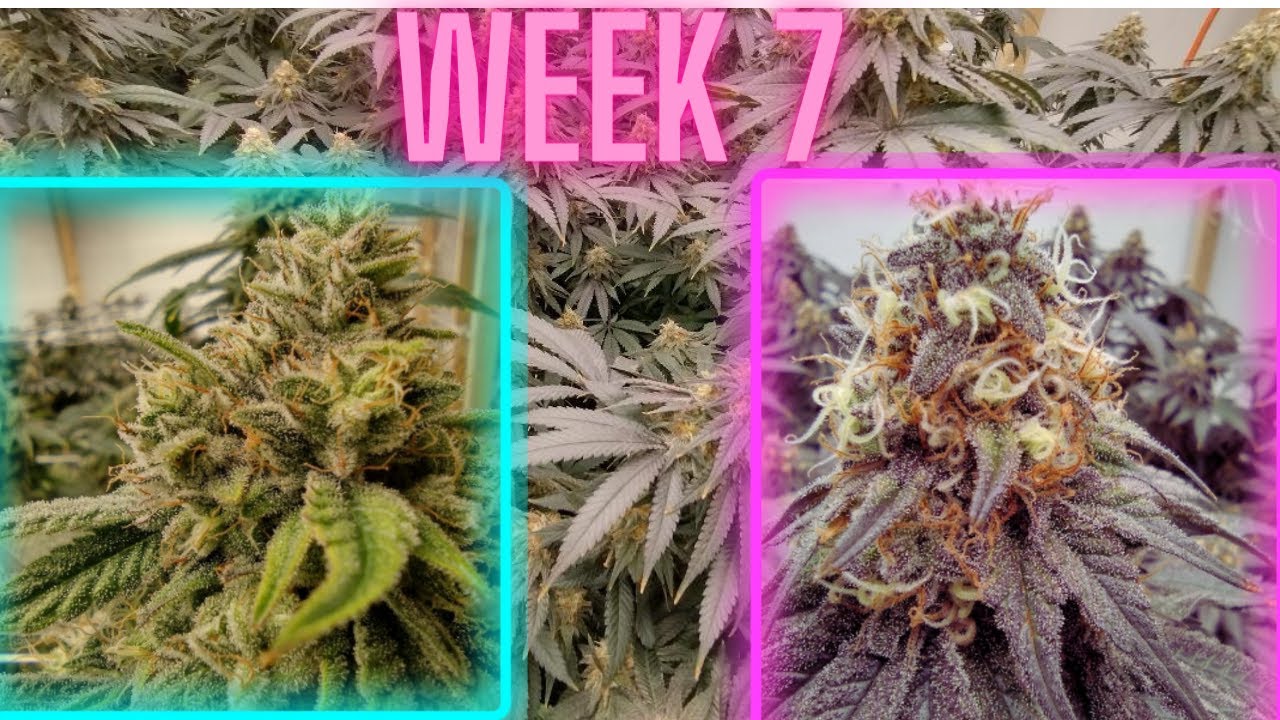 Week 7 of flower | Gorilla Glue and Mandarin Cookie LED grow