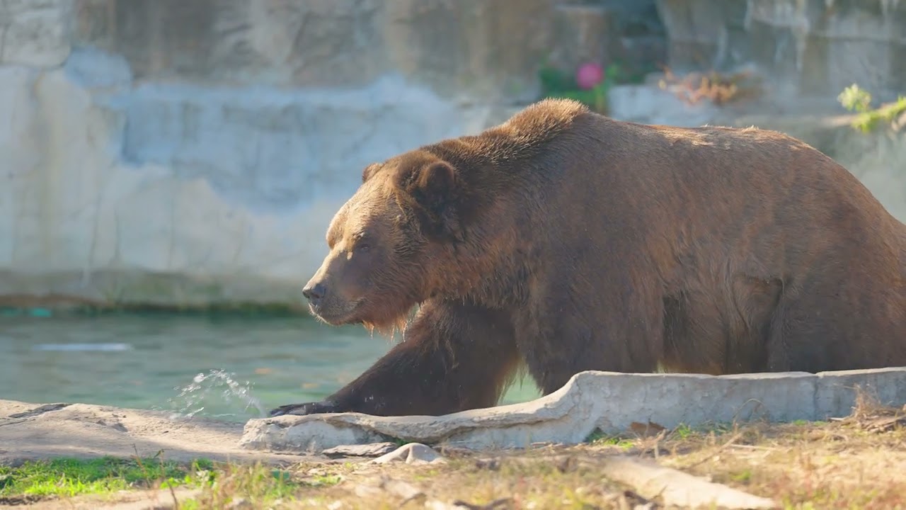 Jebbie the grizzly bear 'very happy' at wildlife sanctuary, Detroit Zoo  says 