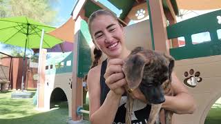 Our Foothills Animal Rescue Community