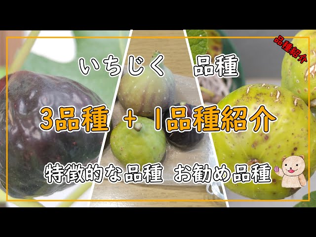 いちじく】3品種+1の紹介 Battaglia Green Black Ischia UC DAVIS LSU