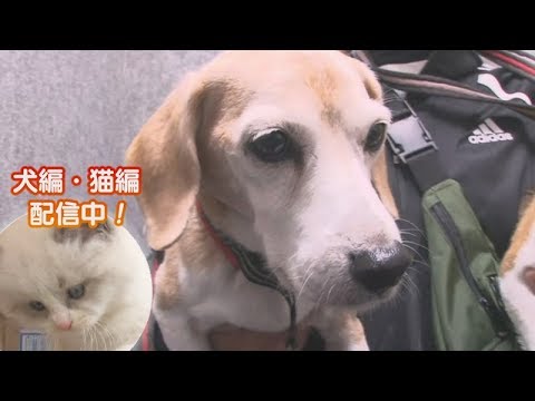 「どうぶつピース！！かわいい大図鑑」犬編（13）現役バリバリご長寿犬 貫禄の走りで記録更新!? 他