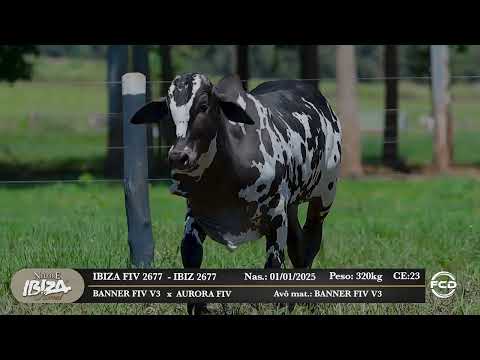 Lote 188 - IBIZ 2677