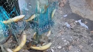 Derede Serpme Ile Balık Avı