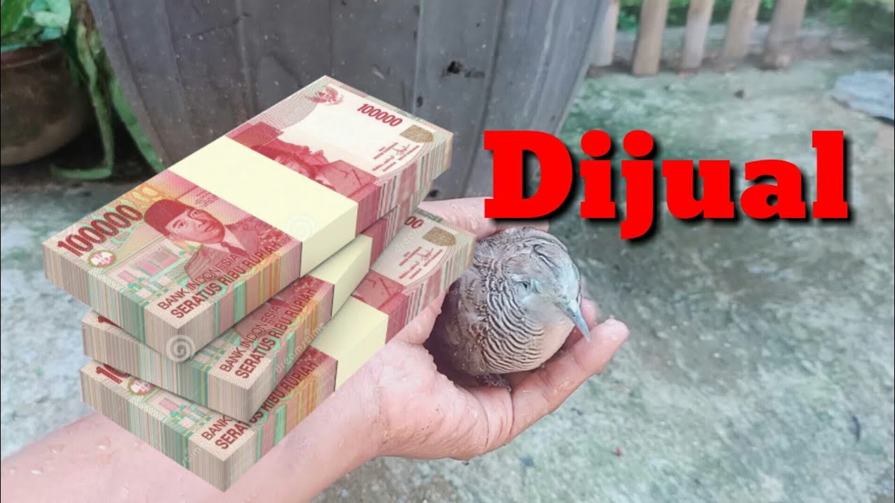 ⭕Kode Huruf dalam Jual Beli Burung YouTube