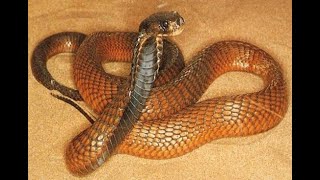 الكوبرا العربية السامة poisonous arabian cobra