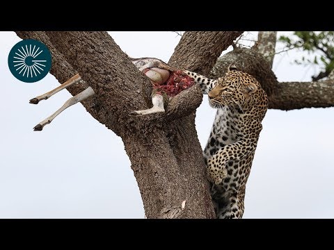 The Greatest Maasai Mara Photographer Of The Month April 2019