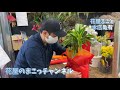 【花屋が飲食店の開店祝いに贈る観葉植物をラッピングしちゃいます！】花屋のまこっチャンネル@亀有の花屋「花屋まこと」