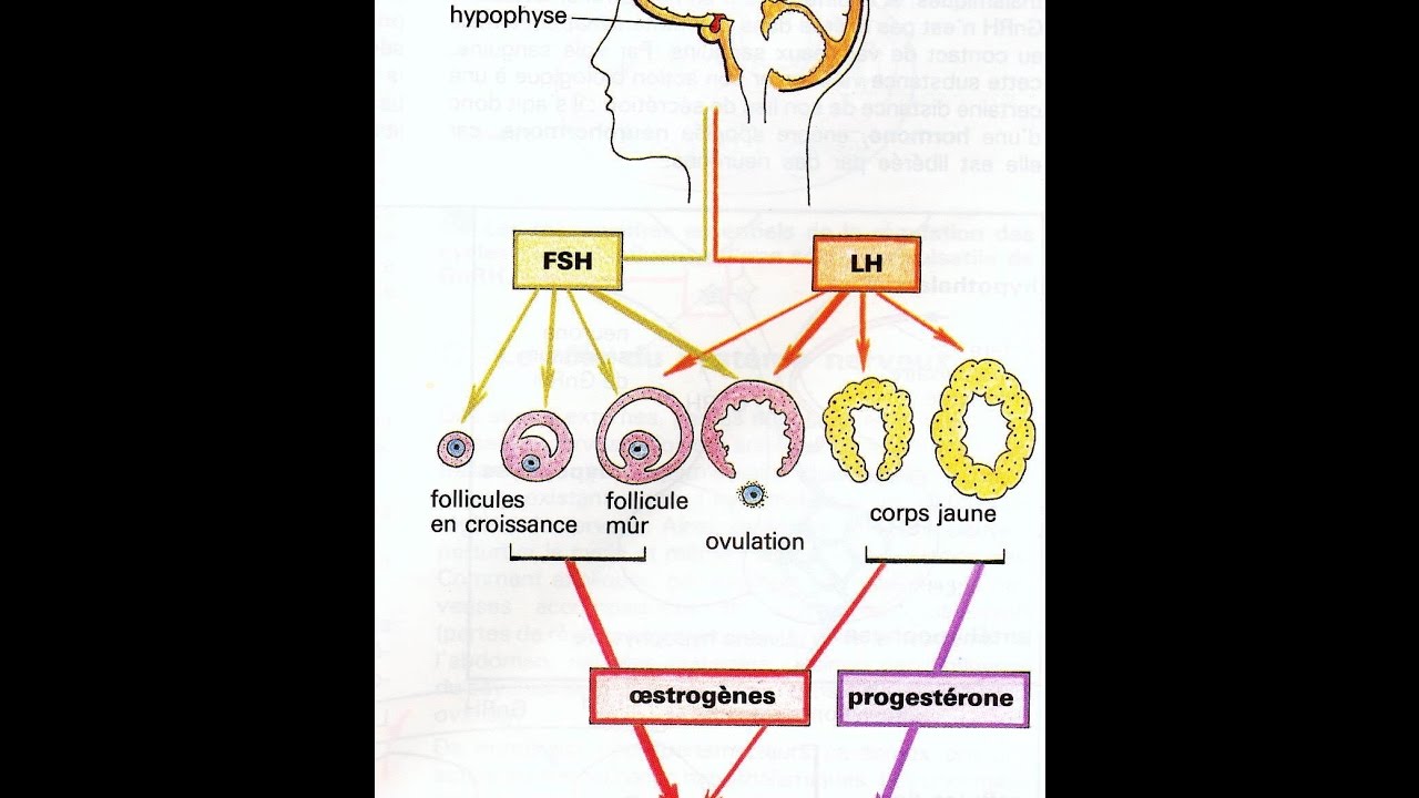 Schema Fonctionnel Du Controle Hormonal Femme
