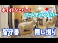 ホワイトシェパードとゴールデン、2人きりで留守番させてみたら感動した