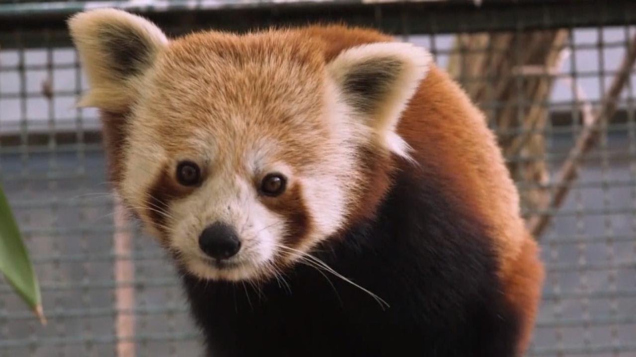 Feisty Red Pandas Get Swank New Digs