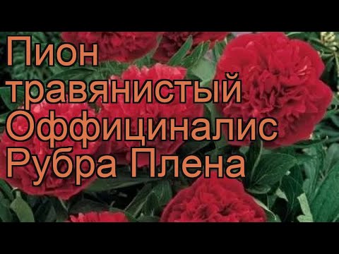 Пион травянистый Оффициналис Рубра Плена ? обзор: как сажать, рассада пиона Оффициналис Рубра Плена