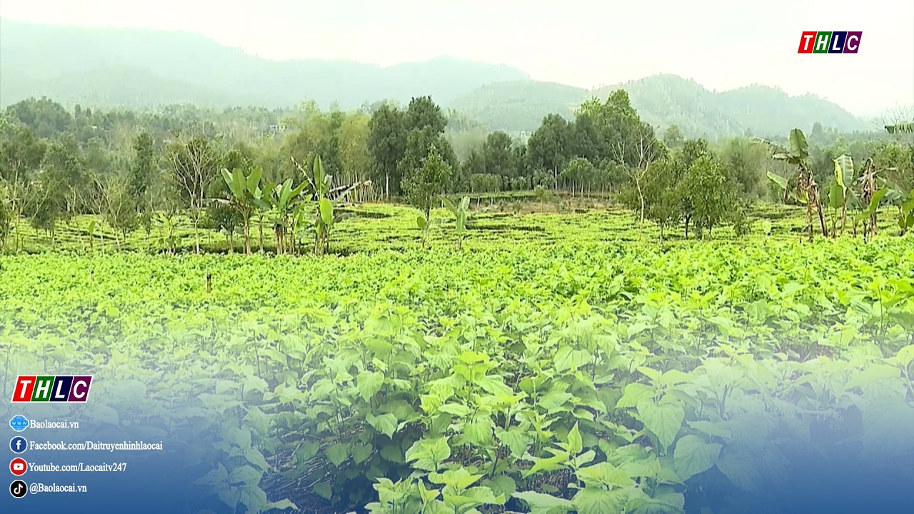 Chấn thịnh phát triển cây trồng chủ lực theo hướng hàng hóa | THLC