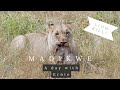 *Graphic* A day with Ernie: Lioness kills baby warthog in South Africa. Close up leopard sighting.