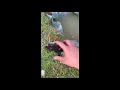 Guy Helps Duckling Who Was Having What Seemed Like a Seizure