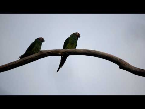 Dusky-headed Parakeet/Aratinga weddellii