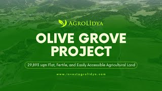 Olive Grove Project – 29,893 sqm Flat, Fertile, and Easily Accessible Agricultural Land