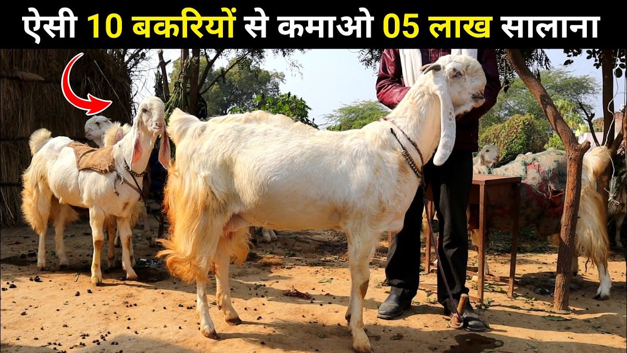 ऐसी 10 बकरियों से कमाओ 05 लाख सालाना| Jamunpari goat farming in India| Harish Yadav