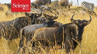 Every year, thousands of drowned wildebeest feed this African ecosystem