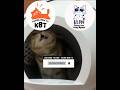 Untuk masa depan nanti || Kucing Lucu Paling Ngakak Part 1899 || #funny #shorts #fyp