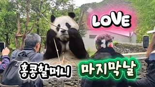 5/15 푸바오실시간 오전(1) 홍콩할머니 마지막날도 푸야와 함께❤️❤️ 귀요미 푸야보며 웃으시네요