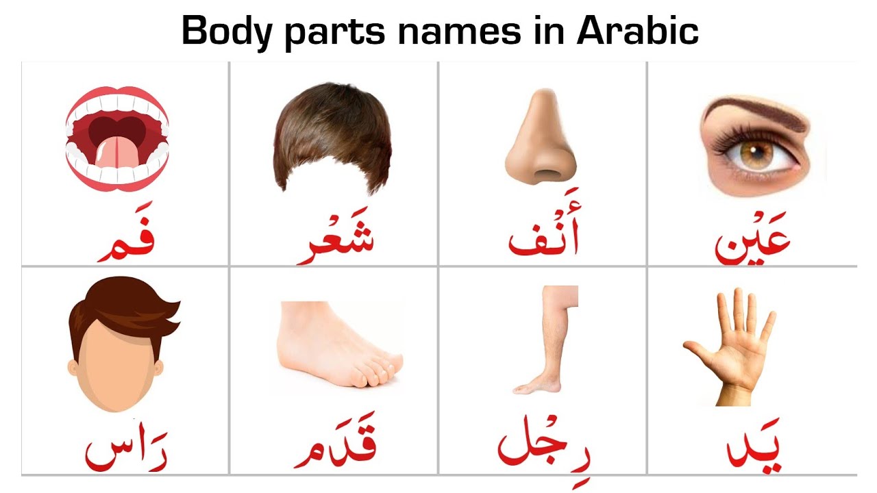 body parts name in Arabic اسماء اعضاء الجسم Jism ke Ajza ke naam