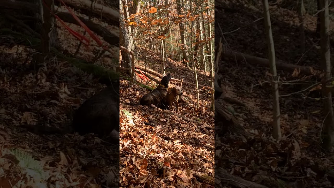 Wv bear hunting YouTube