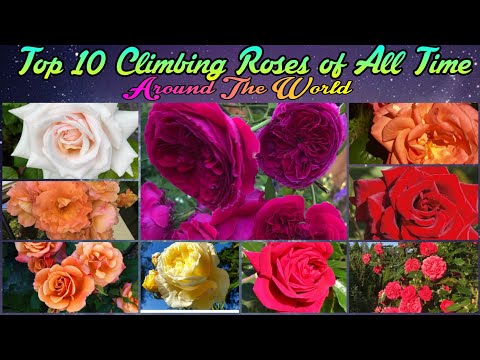 Video: Top 10 Large Rose Climbers. Description Of The Varieties Of The Rose. Photo - Page 2 Of 11