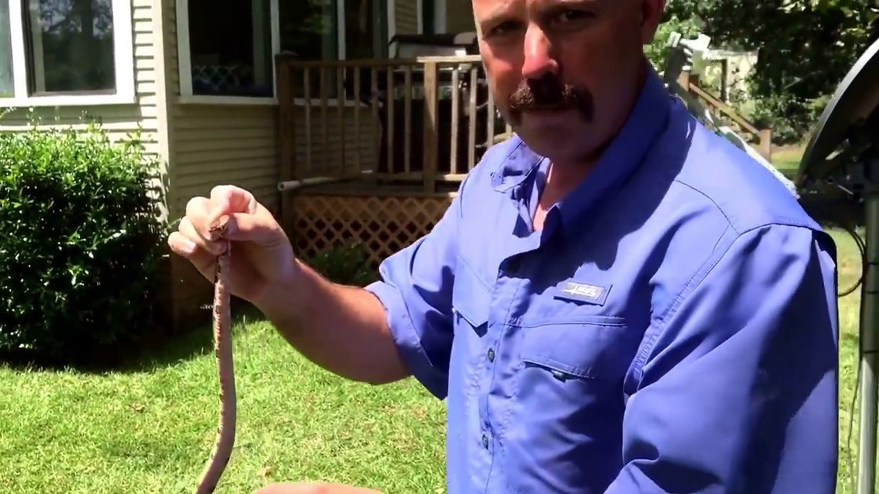 camera iphone 8 plus apk Catching a small copperhead.