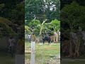 🖤 #agro #cow #dhaka #bull #farm #goru #viralshorts #viralvideo #shorts #bangladesh #cattle #গরু