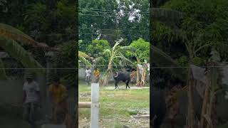 🖤 #agro #cow #dhaka #bull #farm #goru #viralshorts #viralvideo #shorts #bangladesh #cattle #গরু