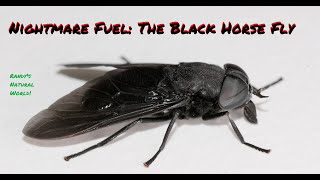 Nightmare Fuel: The Black Horse Fly