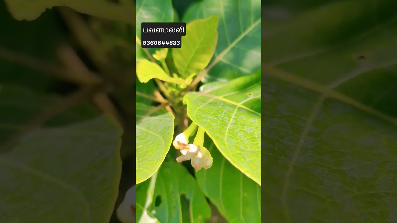 ‍பவள மல்லி 