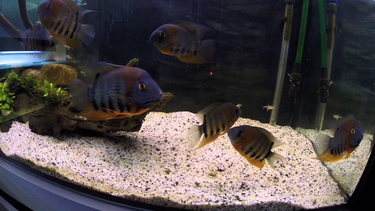 Moje niunie czyli Red Shoulder Severum, (Heros sp. rotkeil)