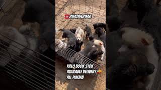 Gsd long cort 3male 3female dobarmen 2male 1female Shitzu 2male Pom 1female #germanshepherd ✅🔥👌