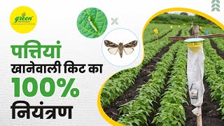 How To Control Spodoptera Litura Insect By Using Funnel Pheromonetrap And Pheromone Lure