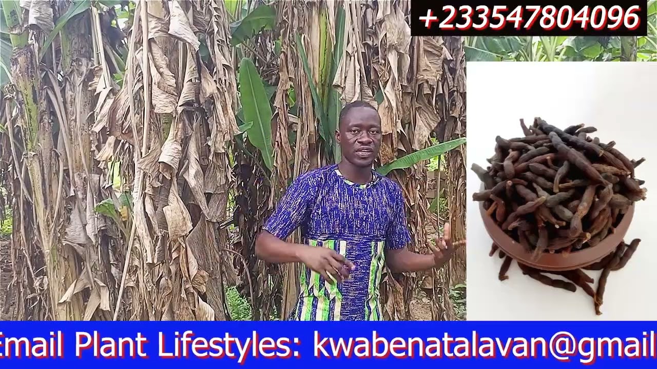 Healing Power of the Banana Plant: Cure Sexual Dysfunction, Irregular Periods, and Stomach Ulcers