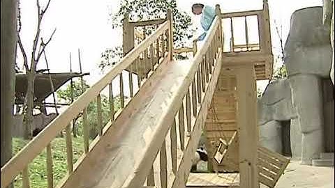 Cute pandas playing on the slide | RANDOM ENTERTAINMENT VIDEOS