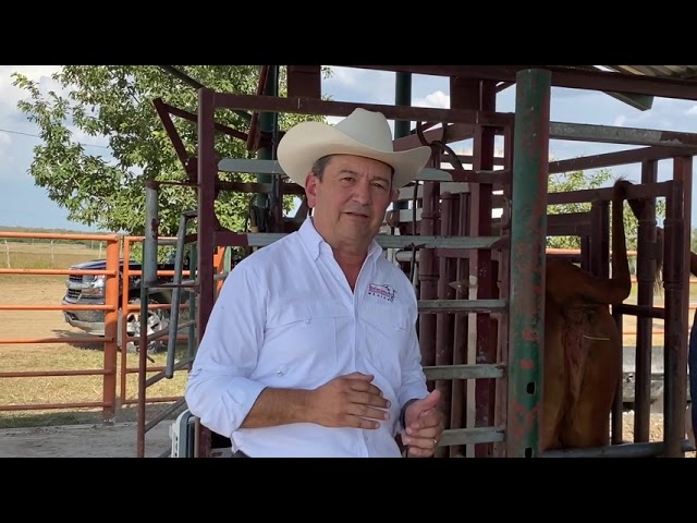 INSEMINACIÓN ARTIFICIAL BEEFMASTER SUPREMO EPISODIO 4 class=