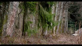 Spring Forest Ambience 🌿 Light Rain, Wind and Birds (1 Hour)