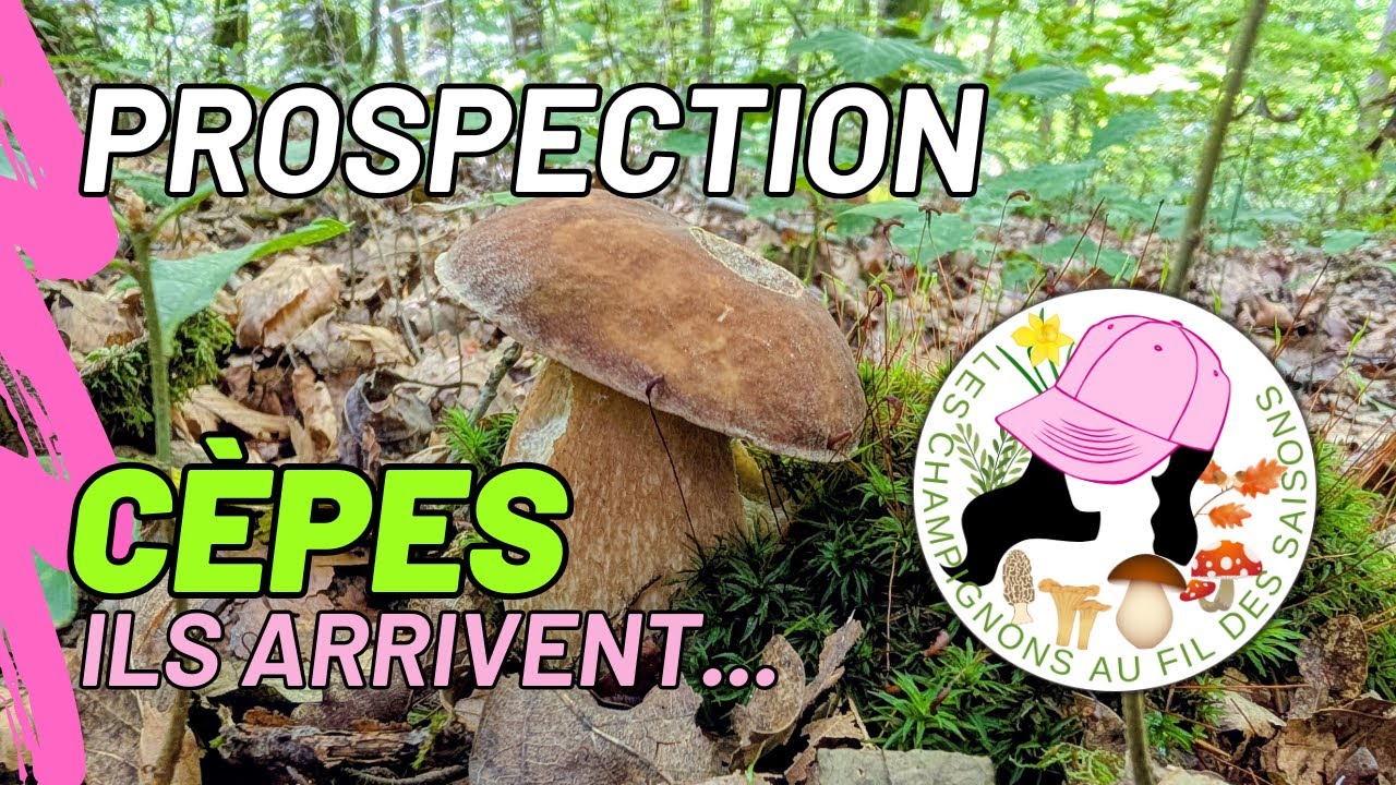 Prospection Cèpes 6 septembre 2025 en forêt de feuillus