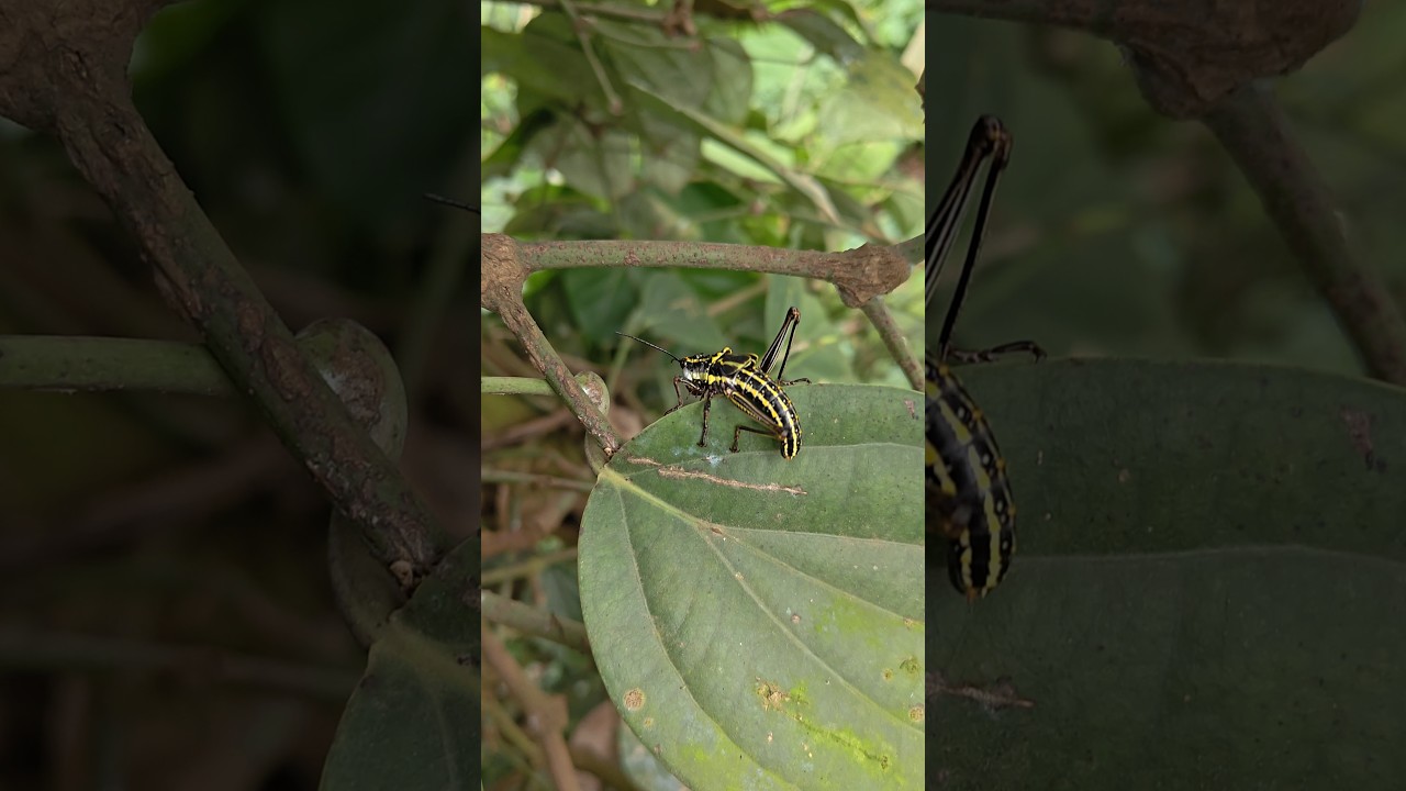 Nature Ke Rang! Ek Anokha Aur Sundar Insect Grasshopper #dayleyvlog #nature 🌿😲