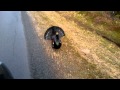 Angrebet af en tjur / Attacked by a capercaillie